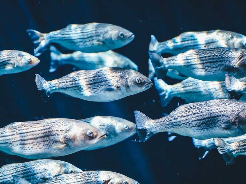 Photo of schools of fish
