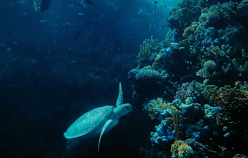 Photo of a sea turtle